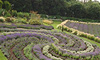 Yorkshire Lavender